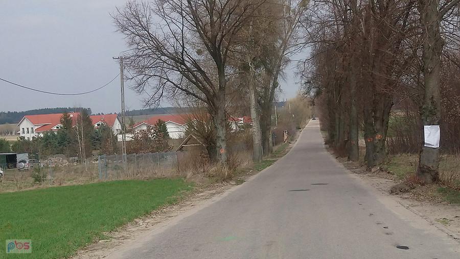 Znikną drzewa, powstanie chodnik