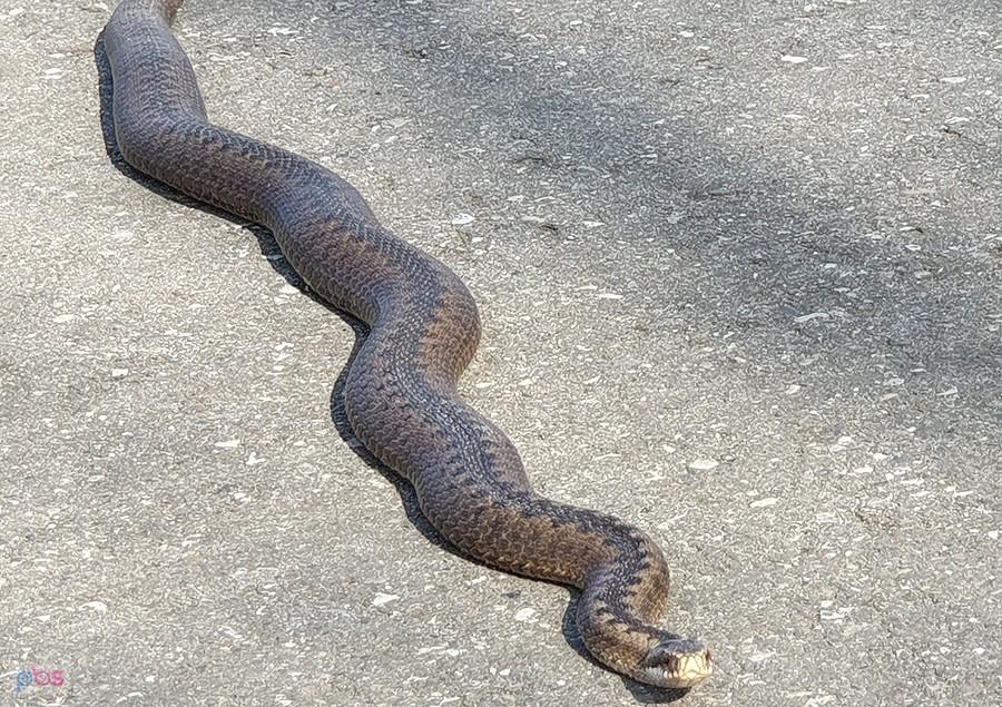 Żmija zygzakowata (Vipera berus) na DDR-ce w okolicy Kobylanki