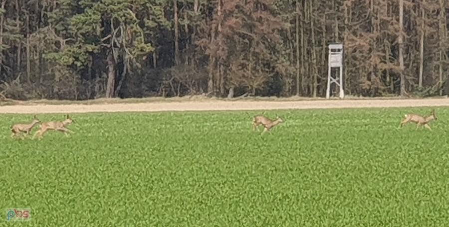 Uciekająca płowa do lasu