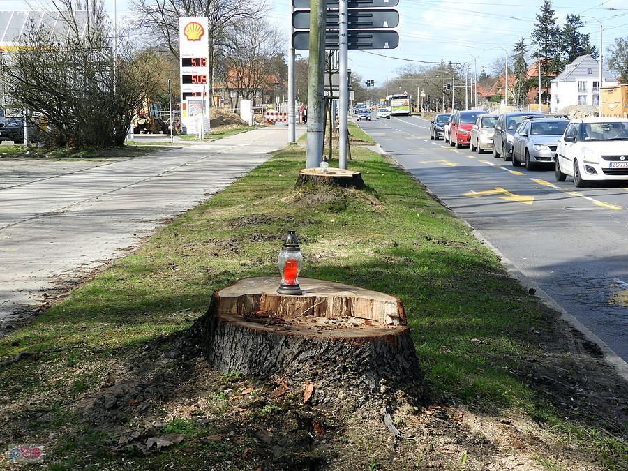 Smutne pożegnanie drzew z Al. Wojska Polskiego - vide znicze.