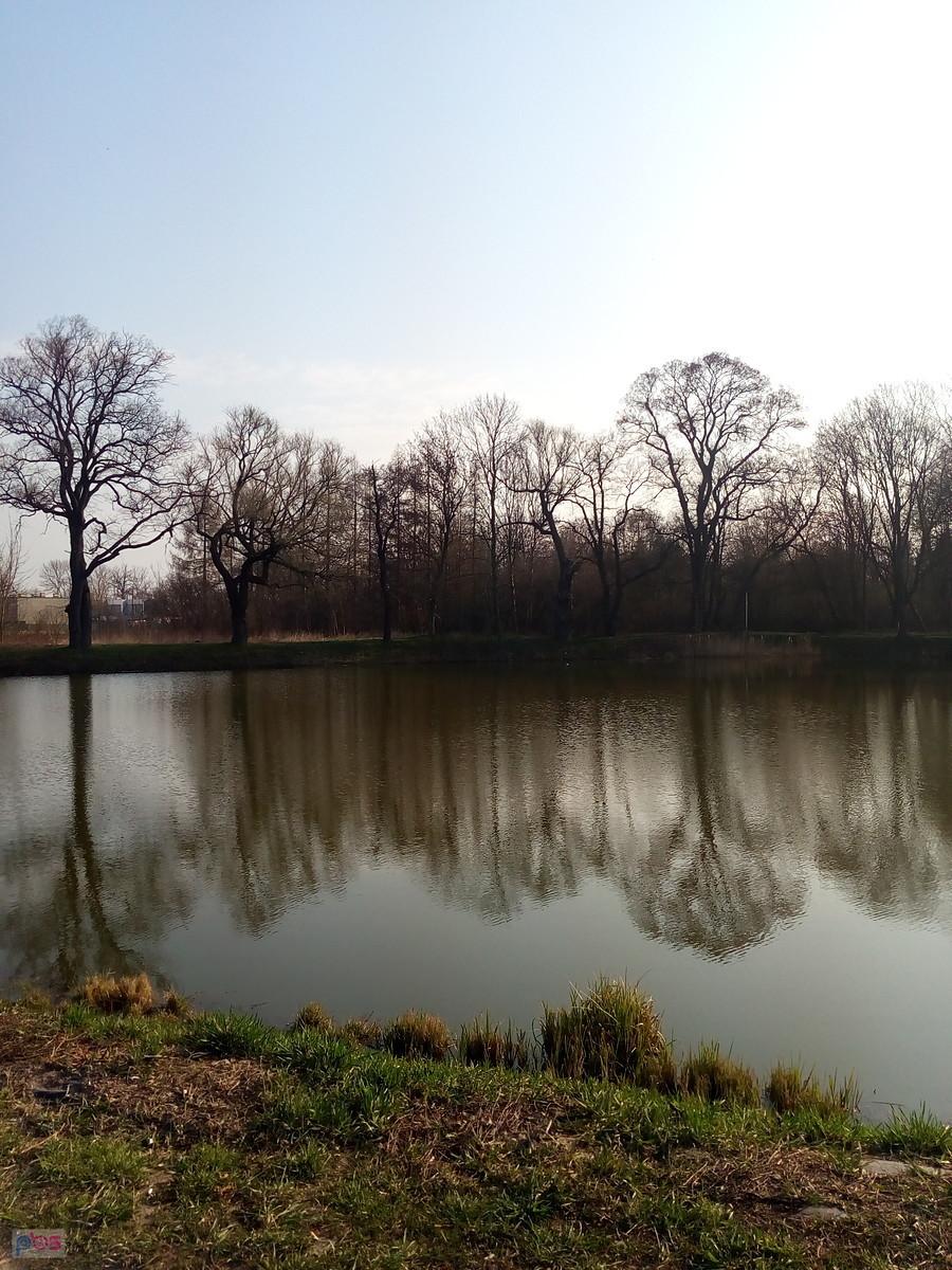 Staw w Ołtarzewie