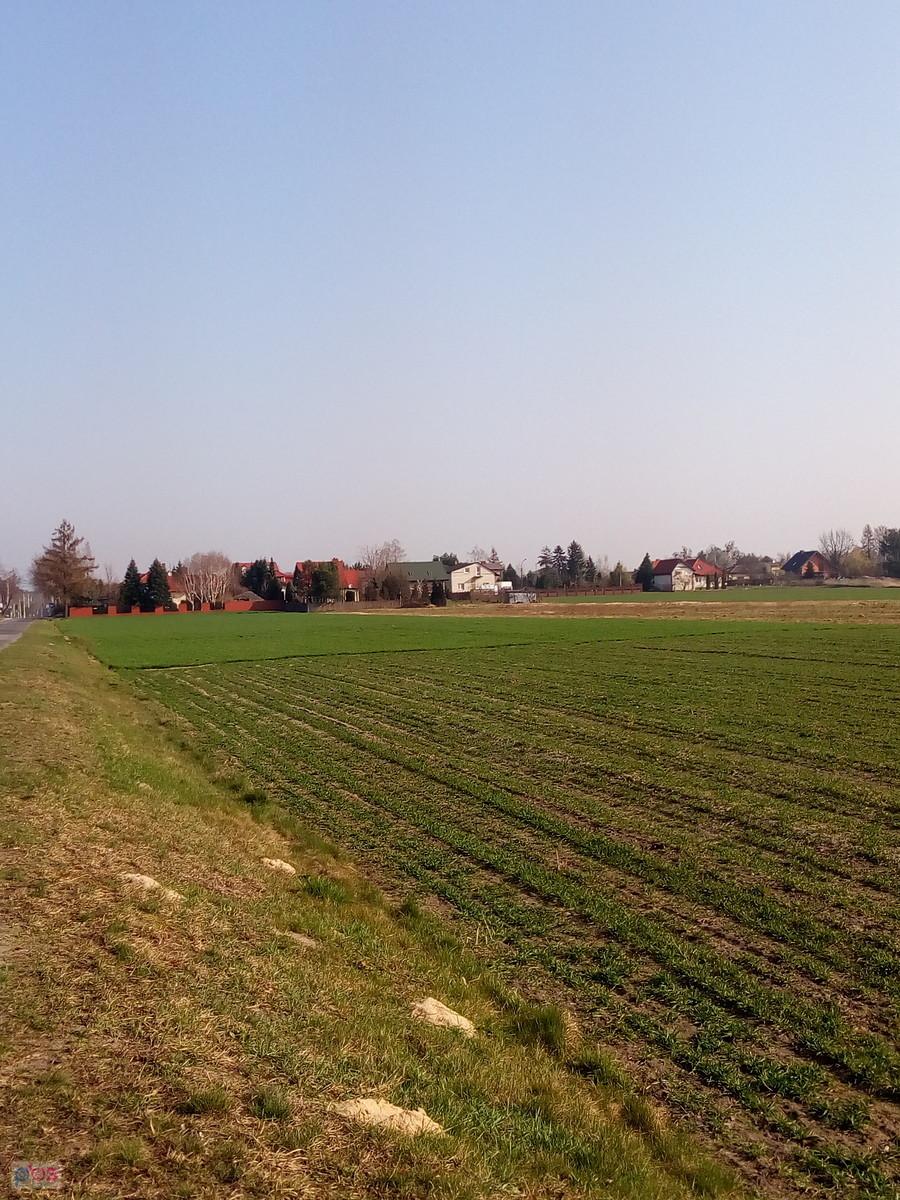 Już ozimina szumieć zaczyna, że nie nadejdzie mróz...