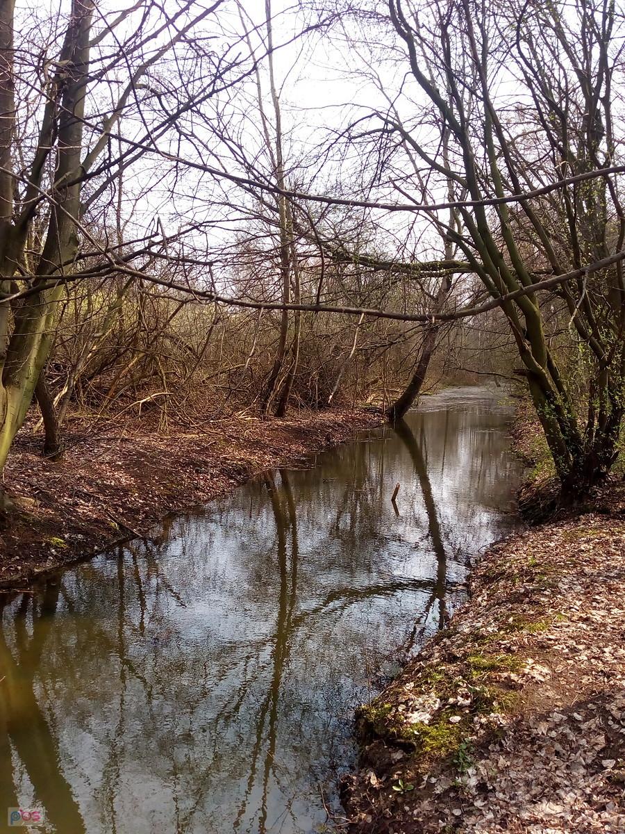 Leśna rzeczka
