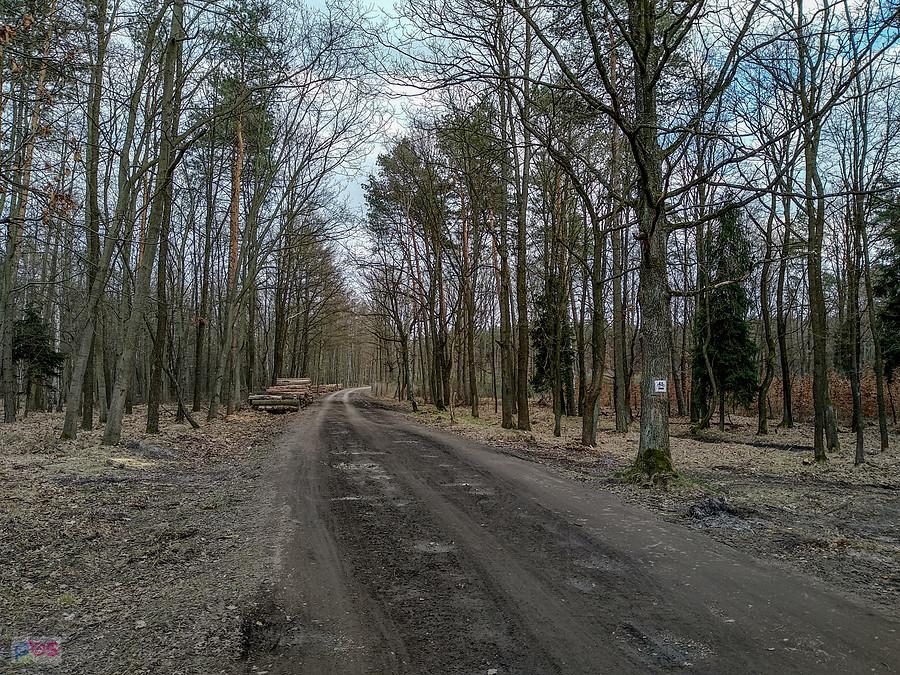 Leśna ścieżka
