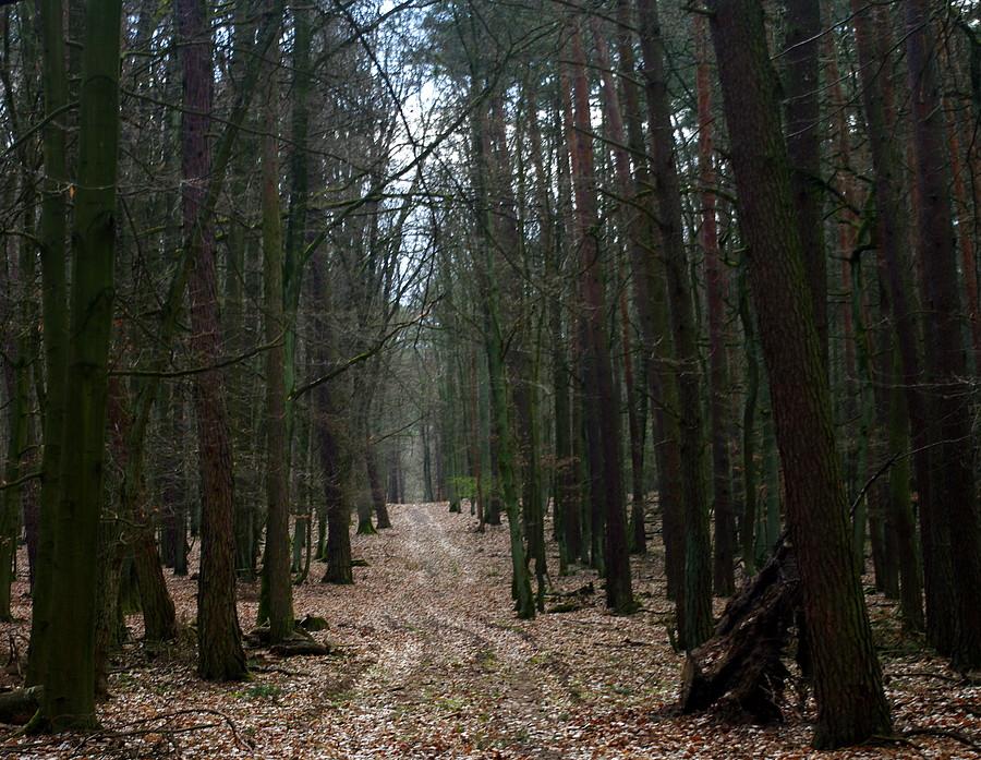Tylko kolorów jeszcze brak - WPN