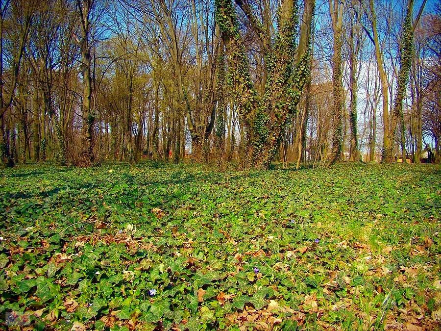 Bluszcz i barwinek w Parku Południowym w Głogowie