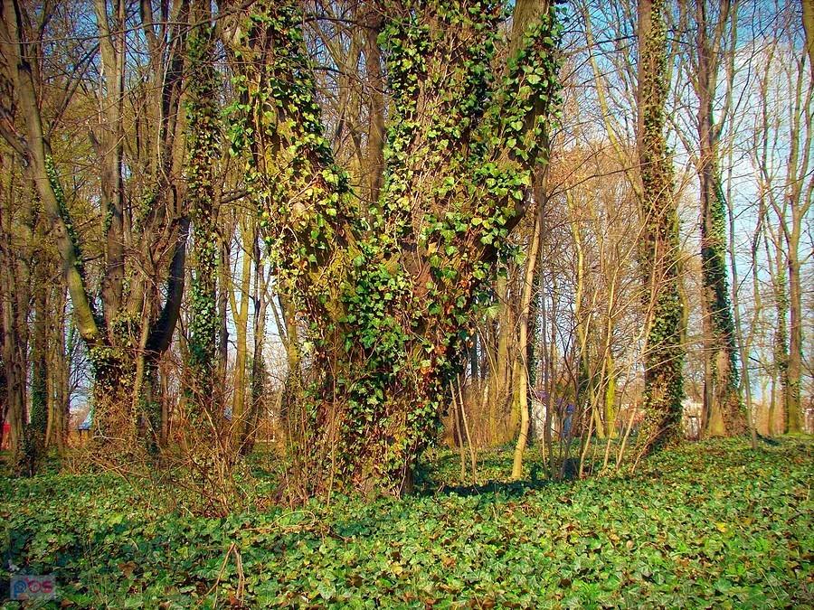 Park Południowy w Głogowie