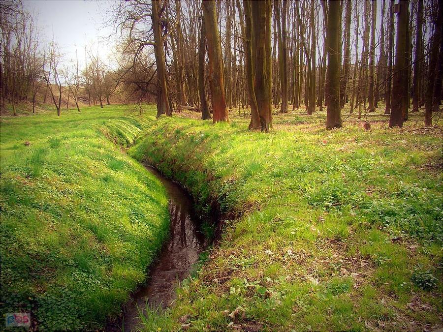 Park Leśny w Głogowie