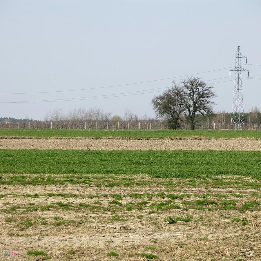 Kto widzi zająca?