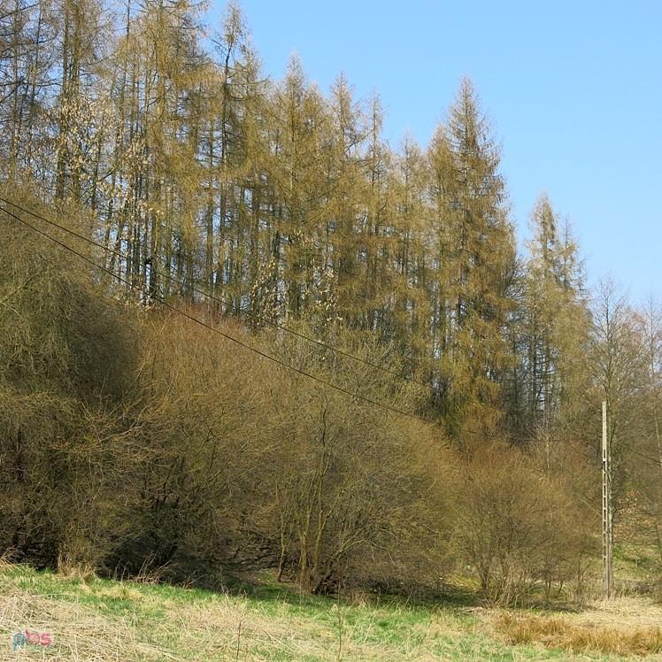 Nad Pilicą się zieleni