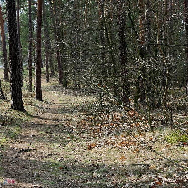 Pełno tu korzeni
