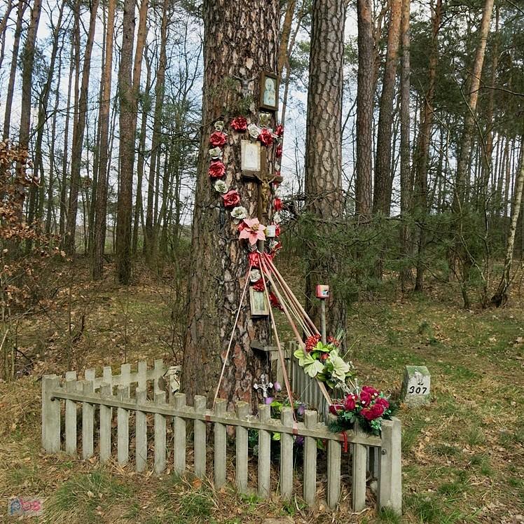 Ta z trójkątnym płotkiem