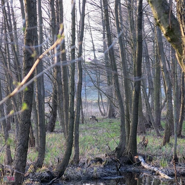 Sarenka w pobliżu Niebieskich Źródeł