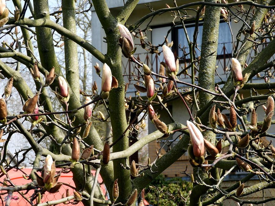 Pilchowo - magnolia bliska pełnego rozkwitu.