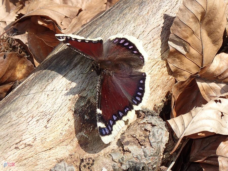 Motyl z plamkami w kolorze przylaszczek