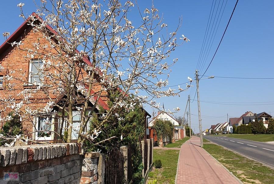 Magnolia w Przemoczu już przekwita
