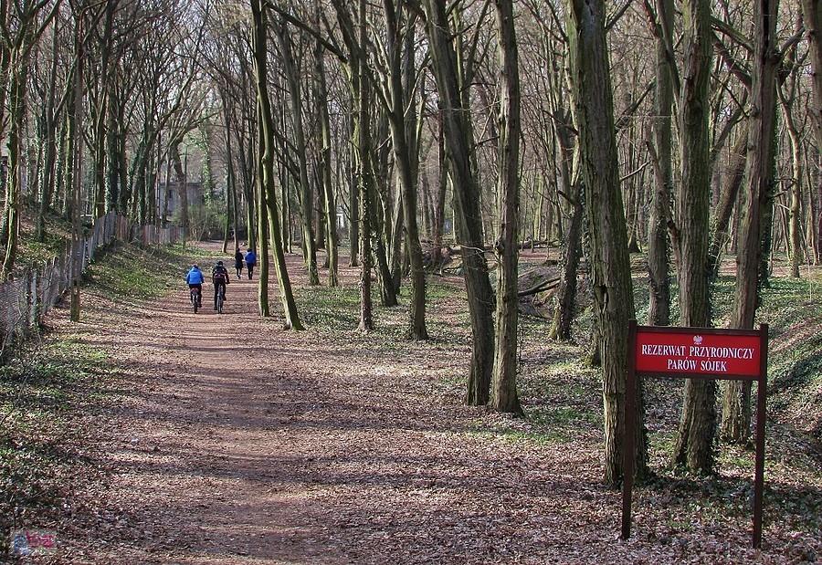 Rezerwat "Parów Sójek"
