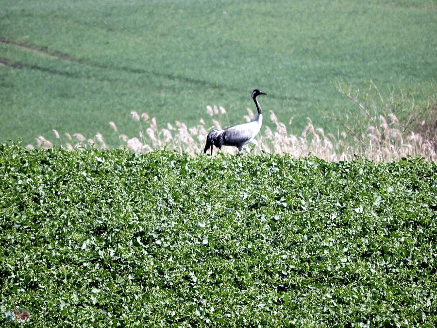 Samotny żuraw pod Barnisławiem.