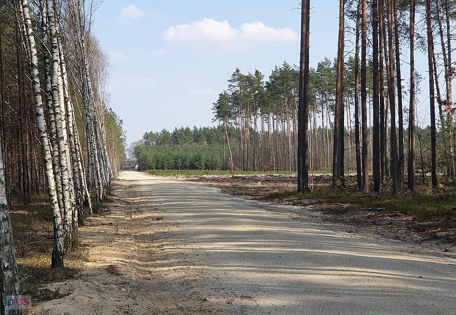 Droga leśna przed Niedźwiedziem