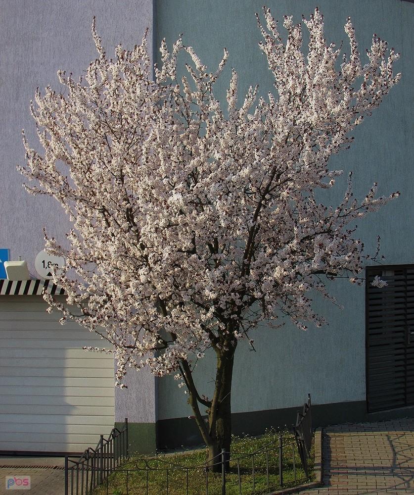 Śliwa wiśniowa na Pileckiego