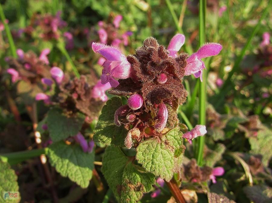 Jasnota purpurowa