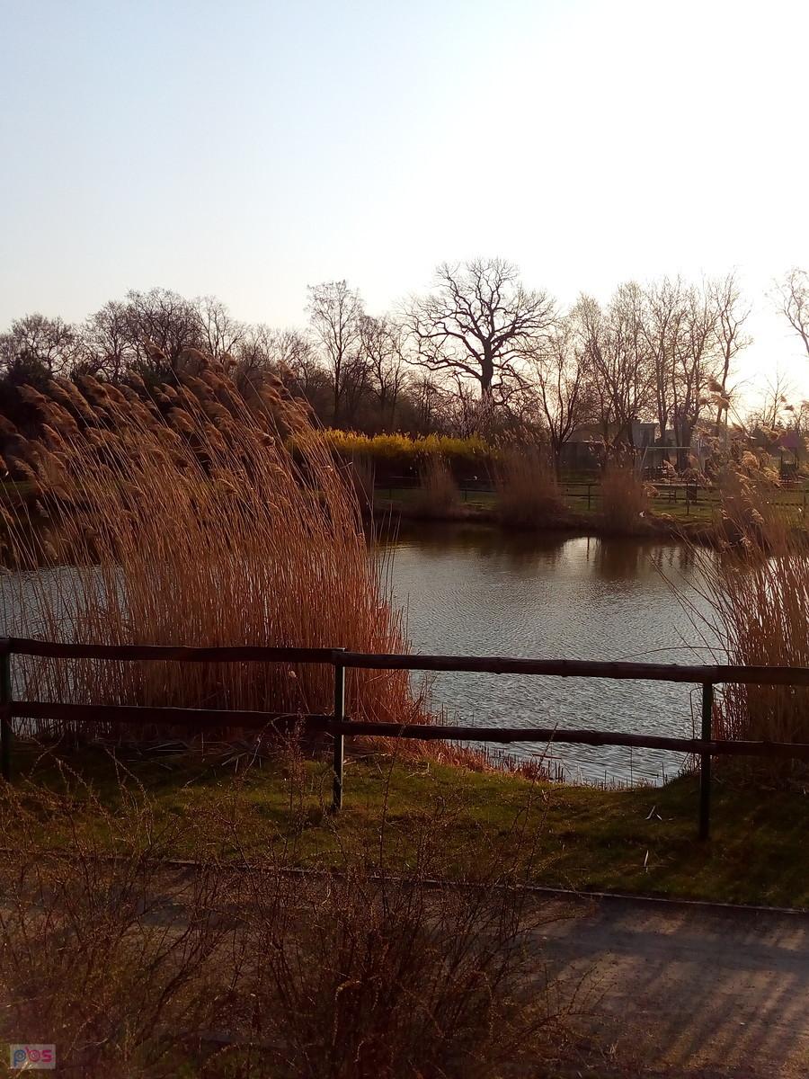 Staw w Borzęcinie