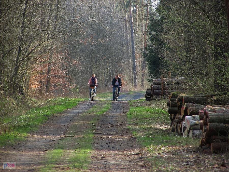 W lesie na Królewskiej Górze