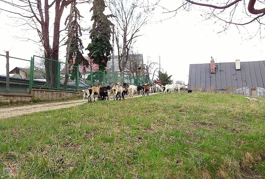 Stado kóz wraca z pastwiska - około 2 km od ścisłego centrum Jeleniej Góry