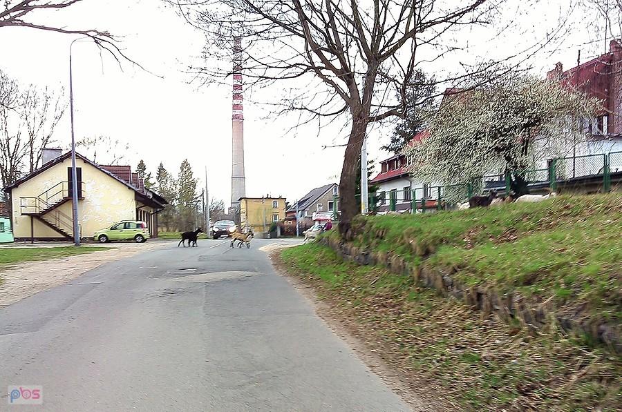 Stado kóz przekracza ul. Warszawską - peryferie dzielnicy Śródmieście w Jeleniej Górze :)
