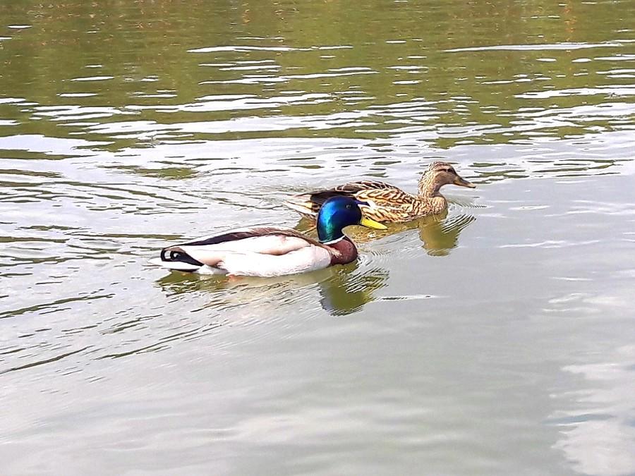 Kaczki na Amerykanie.