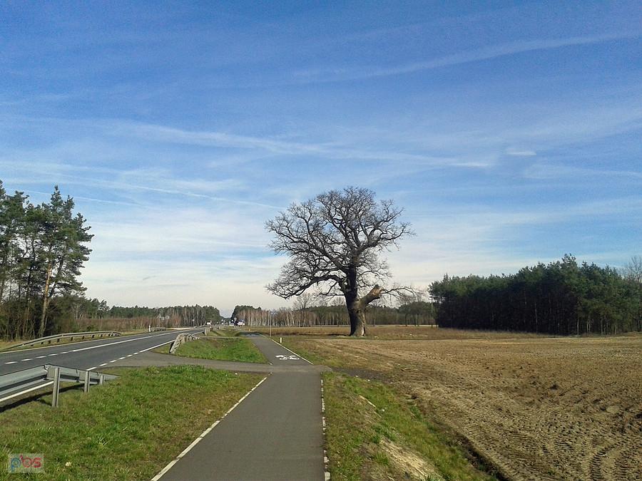 Dąb w miejscowości Prażuchy Nowe