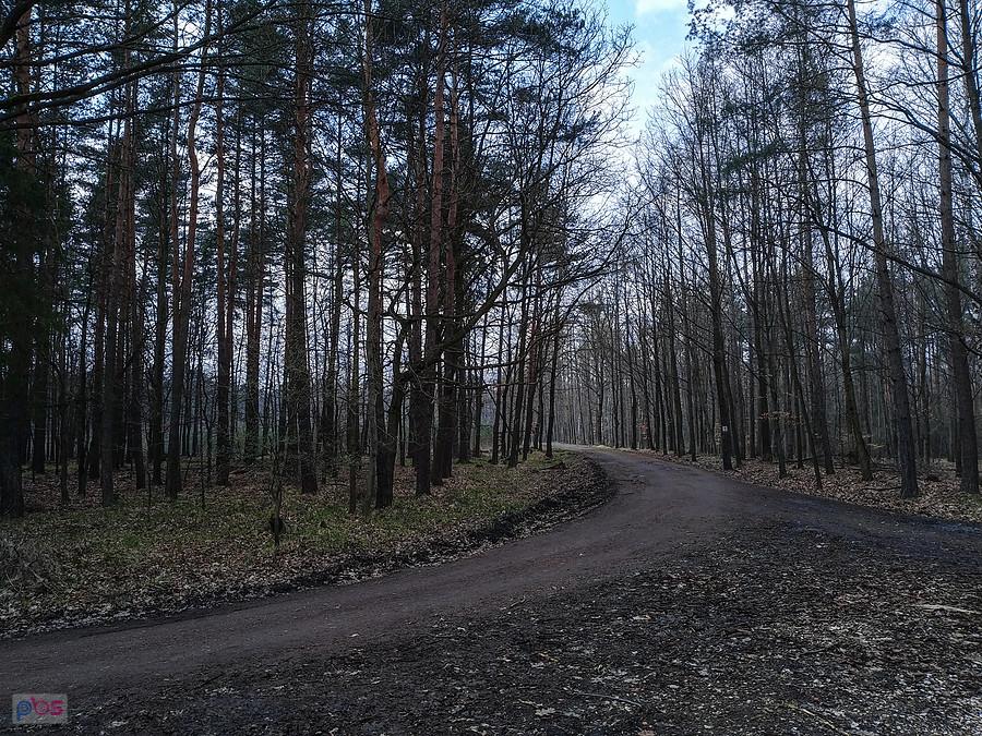 Leśne ścieżki