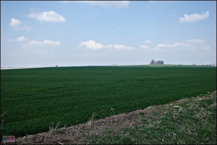 Pola się zielenią
