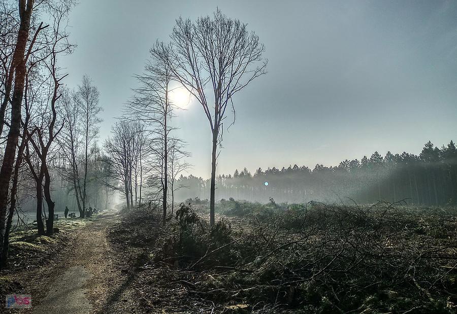 Niby piękne, ale tych drzew szkoda