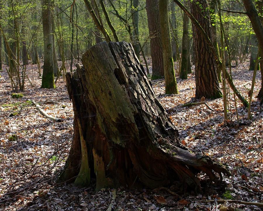 Upadły rycerz - WPN