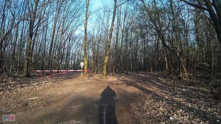 Ostatni kawałek lasu