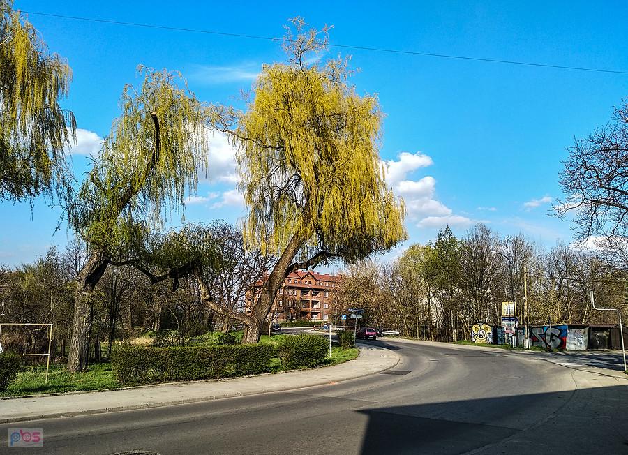 Drzewa strzeliły pąkami