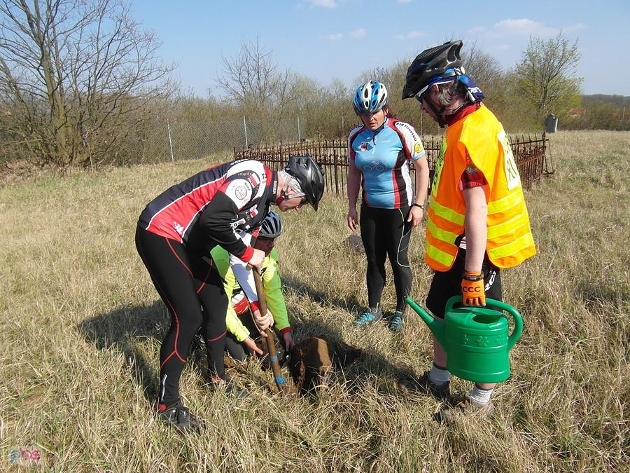 Nasadzanie nowego dębu na cmentarzu w Przyłubiu