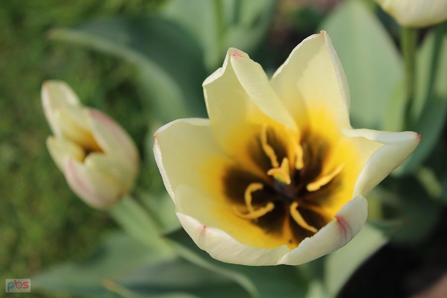 sezon na tulipany