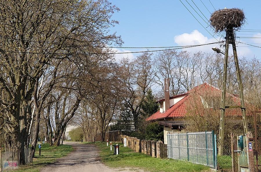 Druga para bocianów w Reptowie