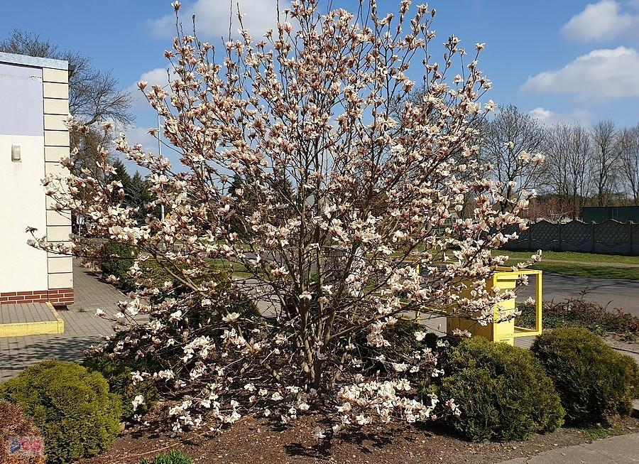 Magnolia w Reptowie