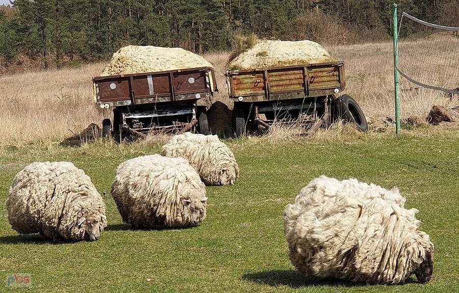 Owieczki kuleczki