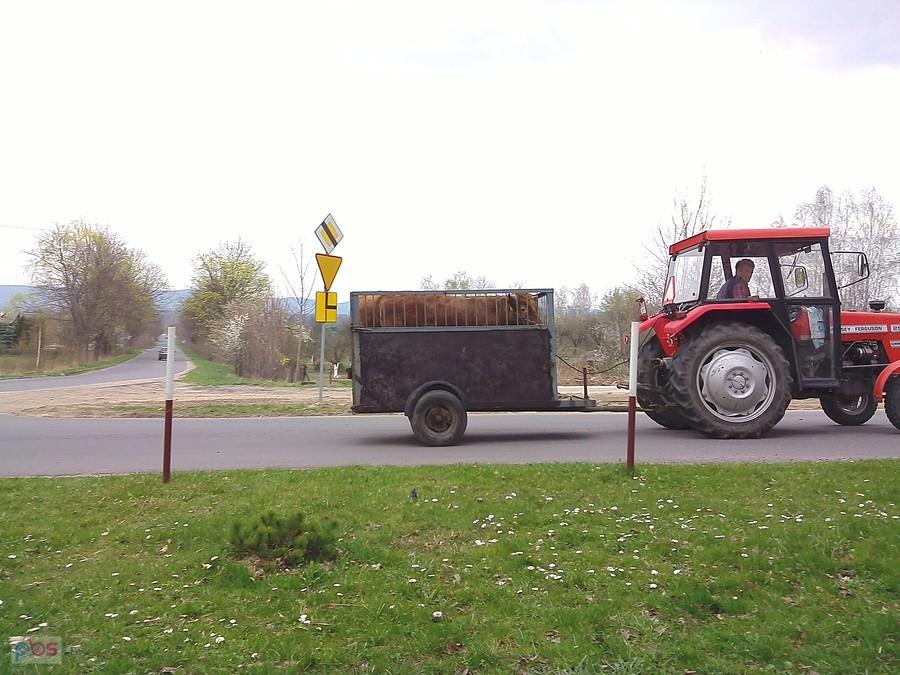 Myślałem, że krówki jadą na Przeł. Karkonoską, ale niestety skręciły w bok ;)
