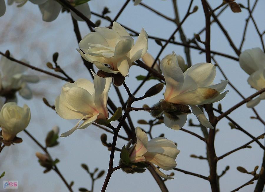Magnolie na Polu Mokotowskim