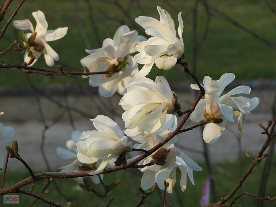 Magnolia gwiaździsta