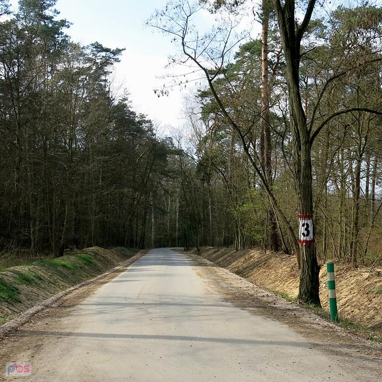 Piękna, leśna droga