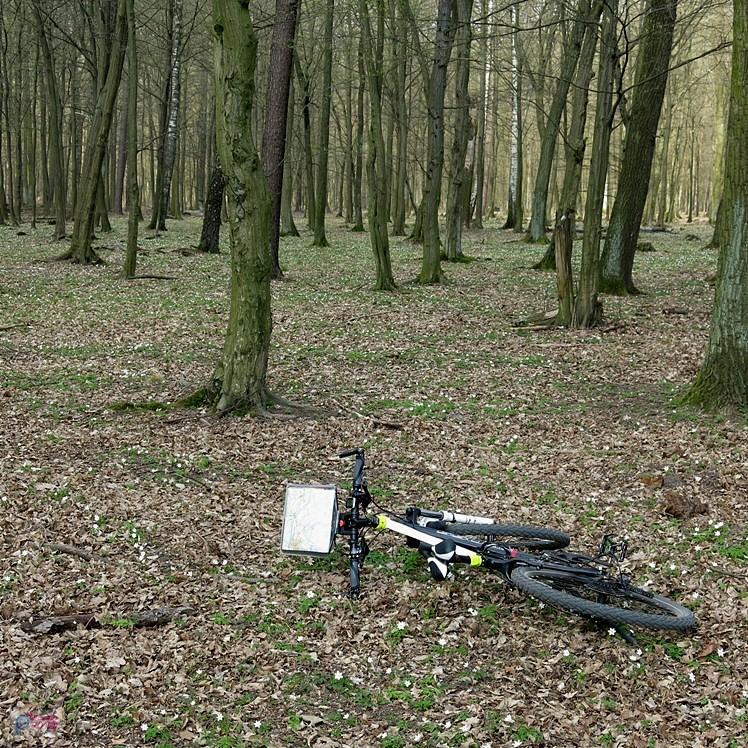 Bocian położył się w kwiatach