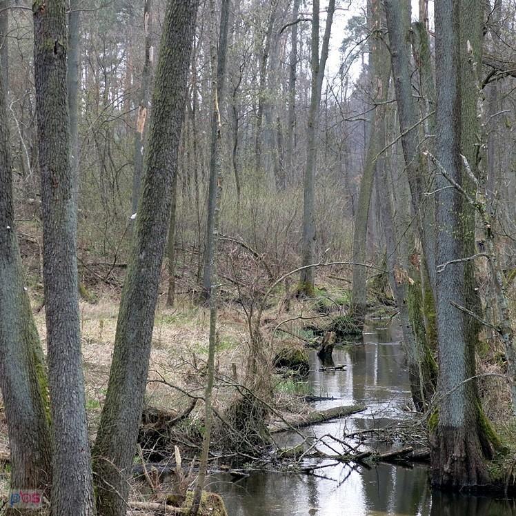 Rzeczka płynie