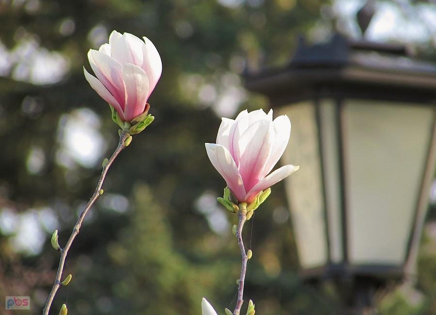 Kwiaty magnolii