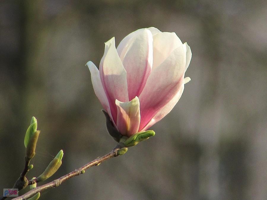 Magnolia z Ogrodu Krasińskich